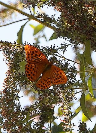 Cengaver (Argynnis paphia)