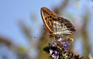 Cengaver (Argynnis paphia)