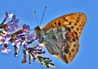 Cengaver (Argynnis paphia)