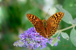 Bahadr (Argynnis pandora)