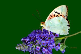 Bahadr (Argynnis pandora)