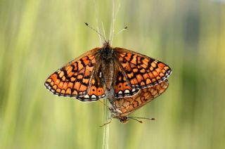 Nazuum (Euphydryas aurinia)