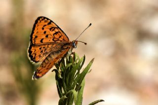 Benekli parhan (Melitaea didyma)