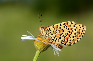 Gzel parhan (Melitaea trivia)
