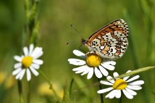 parhan (Melitaea cinxia)