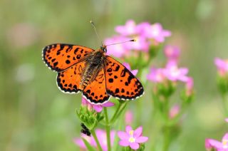 Benekli parhan (Melitaea didyma)