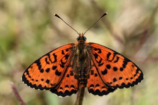 Benekli parhan (Melitaea didyma)