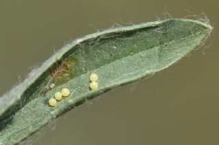 Benekli parhan (Melitaea didyma)