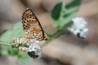 Benekli parhan (Melitaea didyma)