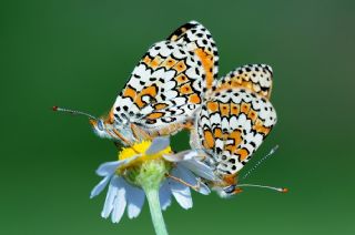 parhan (Melitaea cinxia)