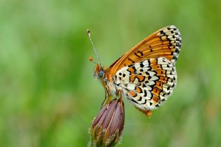 parhan (Melitaea cinxia)