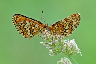 Amannisa (Melitaea athalia)