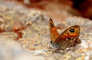 Esmerboncuk (Lasiommata maera)