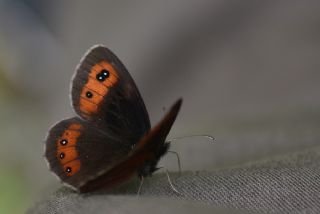 sko Gzelesmeri (Erebia aethiops)