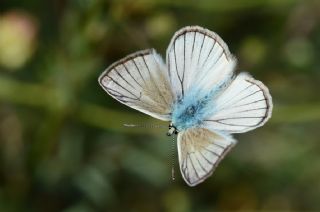 okgzl Anadolu Beyaz (Polyommatus menalcas)