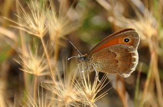 Kk Zpzp Perisi (Coenonympha pamphilus)