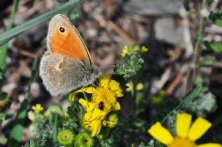 Kk Zpzp Perisi (Coenonympha pamphilus)