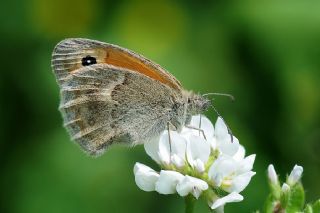 Kk Zpzp Perisi (Coenonympha pamphilus)