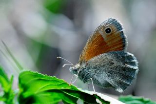 Kk Zpzp Perisi (Coenonympha pamphilus)