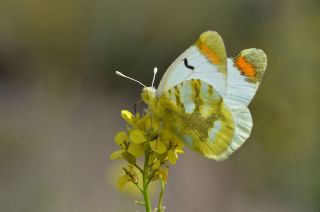 Zegris (Zegris eupheme)