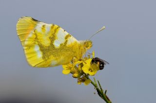 Zegris (Zegris eupheme)