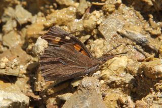 itlembik Kelebei (Libythea celtis)