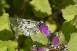 Dumanl Apollo (Parnassius mnemosyne)