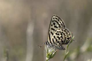 Balkan Kaplan (Tarucus balkanicus)