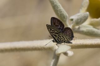 Balkan Kaplan (Tarucus balkanicus)