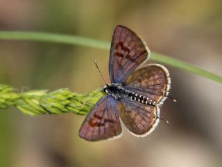 Balkan Kaplan (Tarucus balkanicus)