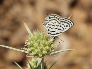 Balkan Kaplan�&nbsp;(Tarucus&nbsp;balkanicus)