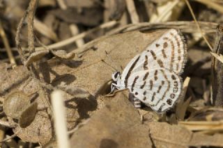 Balkan Kaplan (Tarucus balkanicus)