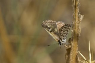 Balkan Kaplan (Tarucus balkanicus)