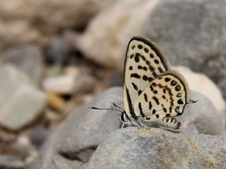 Balkan Kaplan (Tarucus balkanicus)