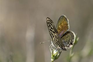 Balkan Kaplan (Tarucus balkanicus)