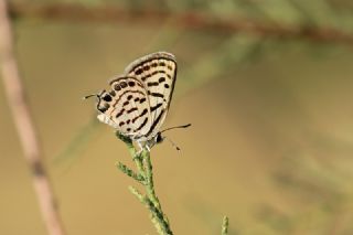 Balkan Kaplan (Tarucus balkanicus)