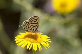 Balkan Kaplan�&nbsp;(Tarucus&nbsp;balkanicus)