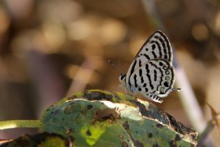 Balkan Kaplan�&nbsp;(Tarucus&nbsp;balkanicus)