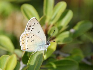 Kk Benekli Sevbeni (Satyrium ledereri )