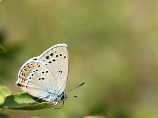 Kk Benekli Sevbeni (Satyrium ledereri )