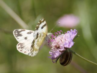 Yeni Beneklimelek (Pontia edusa)