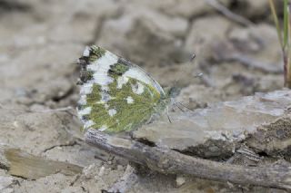 Yeni Beneklimelek (Pontia edusa)