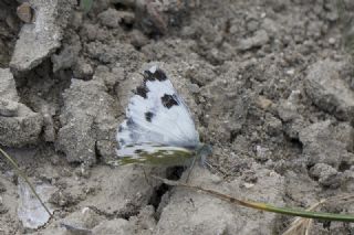 Yeni Beneklimelek (Pontia edusa)