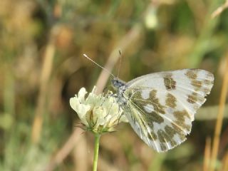 Yeni Beneklimelek (Pontia edusa)