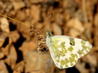 Yeni Beneklimelek (Pontia edusa)