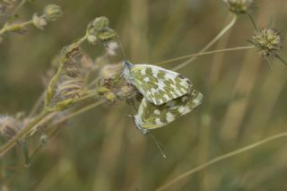 Yeni Beneklimelek (Pontia edusa)