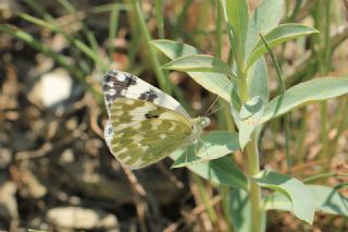 Yeni Beneklimelek (Pontia edusa)