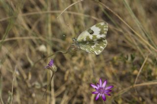 Yeni Beneklimelek (Pontia edusa)