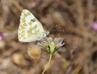 Yeni Beneklimelek (Pontia edusa)