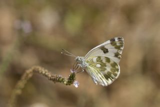 Yeni Beneklimelek&nbsp;(Pontia&nbsp;edusa)